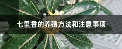 七里香的养殖方法和注意事项