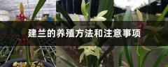 建兰的养殖方法和注意事项