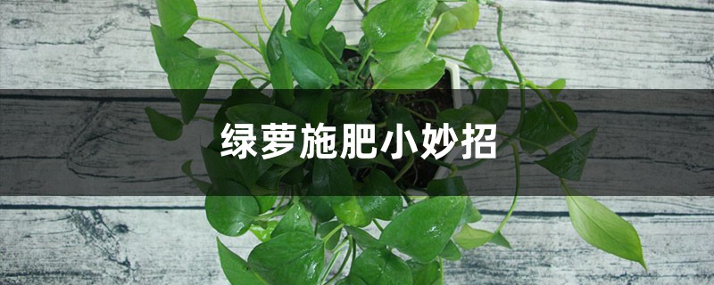 “绿萝”土里埋2粒“它”,叶子蹭蹭长不停,2月可爬满墙 “绿萝”土里埋2粒“它”,叶子蹭蹭长不停,2月可爬满墙