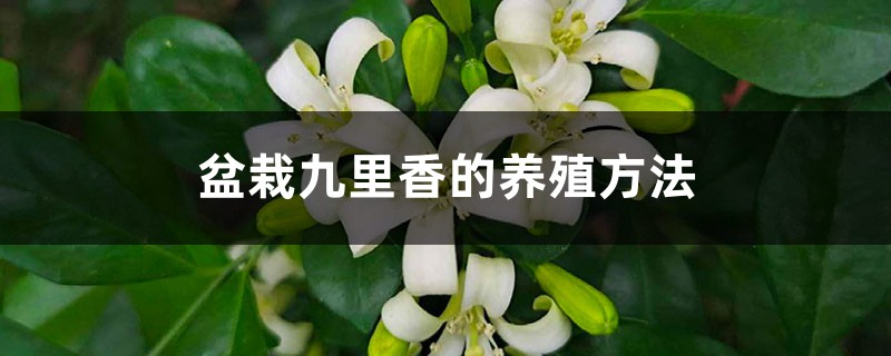 盆栽九里香的养殖方法 盆栽九里香的养殖方法