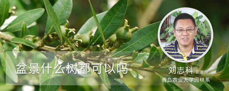 盆景什么树都可以吗 盆景什么树都可以吗
