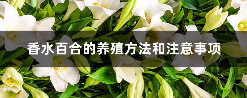 香水百合的养殖方法和注意事项 香水百合的养殖方法和注意事项