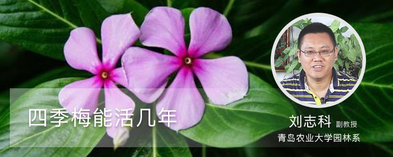 四季梅能活几年 四季梅能活几年