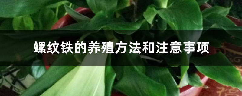 螺纹铁的养殖方法和注意事项 螺纹铁的养殖方法和注意事项