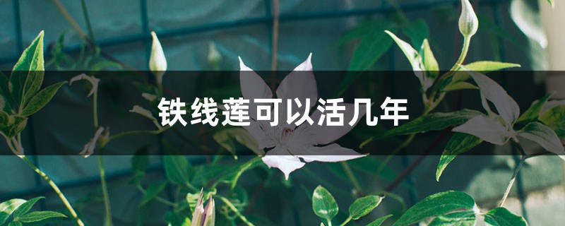 铁线莲可以活几年