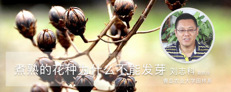 煮熟的花种为什么不能发芽 煮熟的花种为什么不能发芽