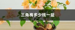 三角梅多少钱一盆