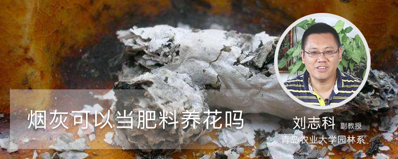 烟灰可以当肥料养花吗 烟灰可以当肥料养花吗