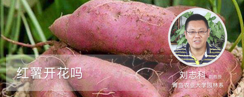 红薯开花吗 红薯开花吗