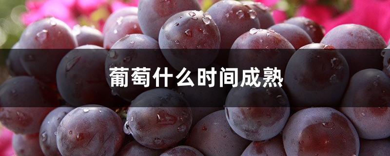 葡萄什么时间成熟 葡萄什么时间成熟