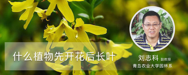 什么植物先开花后长叶 什么植物先开花后长叶