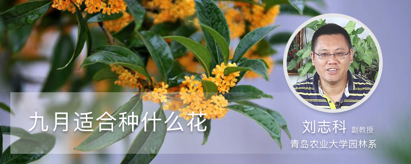 九月适合种什么花 九月适合种什么花