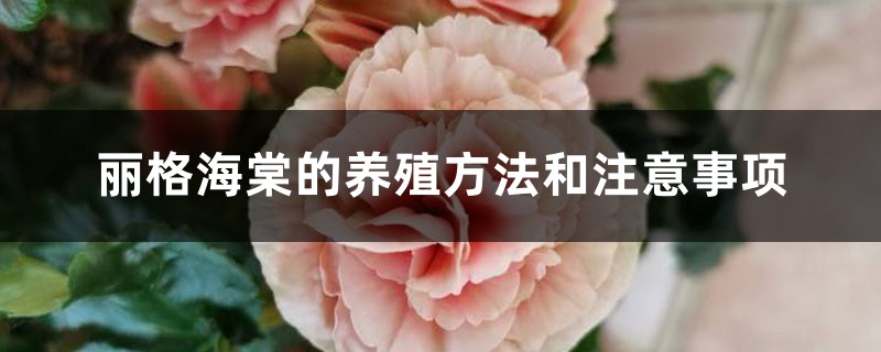 丽格海棠的养殖方法和注意事项 丽格海棠的养殖方法和注意事项