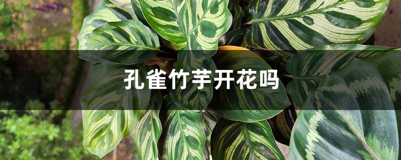 孔雀竹芋开花吗 孔雀竹芋开花吗