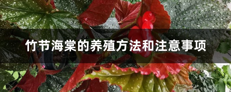 竹节海棠的养殖方法和注意事项 竹节海棠的养殖方法和注意事项