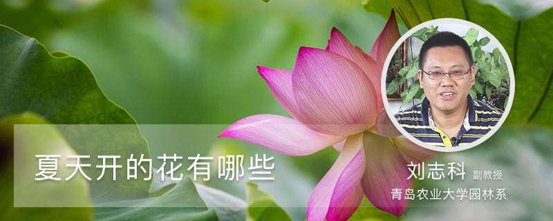 夏天开的花有哪些 夏天开的花有哪些