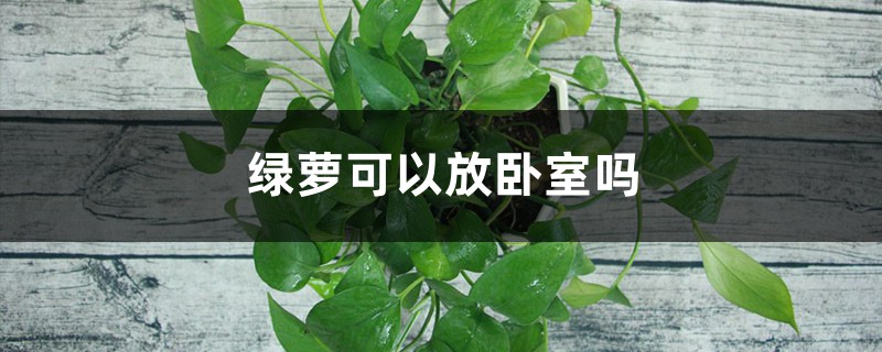 绿萝可以放卧室吗 绿萝可以放卧室吗