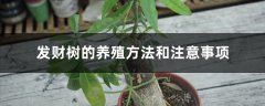 发财树的养殖方法和注意事项