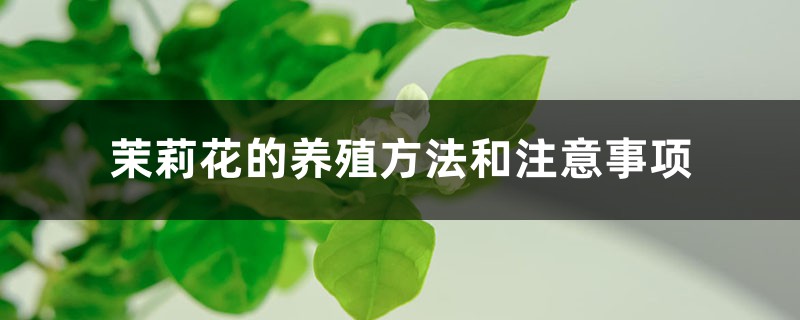 茉莉花的养殖方法和注意事项