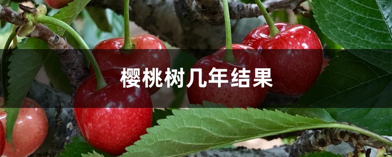 樱桃树几年结果 樱桃树几年结果