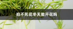 掐不死花冬天能开花吗