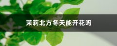 茉莉北方冬天能开花吗