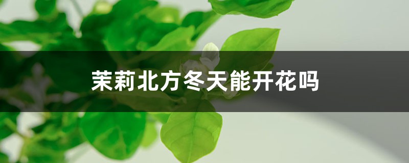 茉莉北方冬天能开花吗