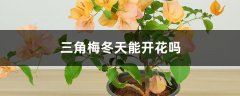 三角梅冬天能开花吗