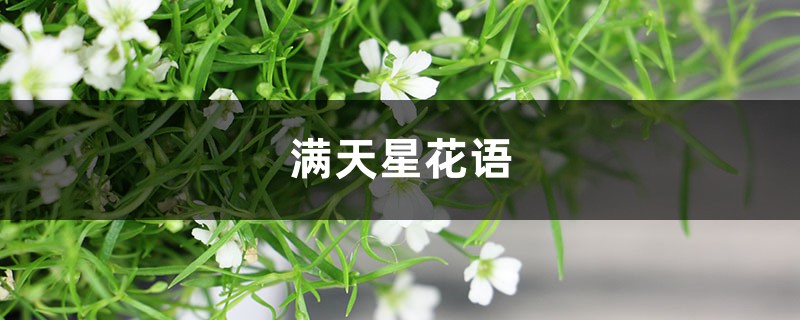 满天星花语