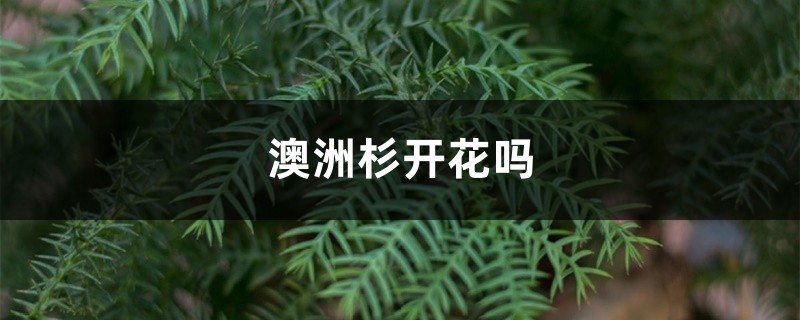 澳洲杉开花吗