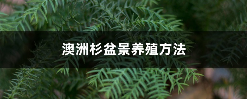 澳洲杉盆景养殖方法 澳洲杉盆景养殖方法