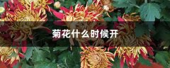 菊花什么时候开