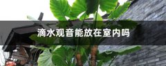 滴水观音能放在室内吗