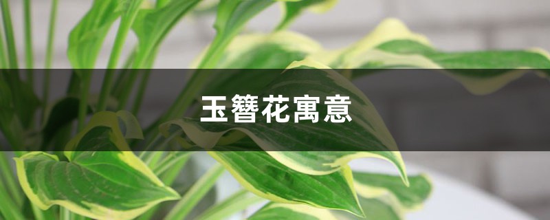 玉簪花寓意 玉簪花寓意