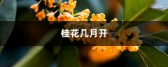 桂花几月开