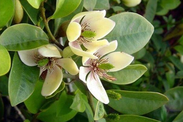 家里养这“3种”花,好养又好看,绝对不“撞花” 家里养这“3种”花,好养又好看,绝对不“撞花”
