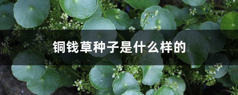 铜钱草种子是什么样的 铜钱草种子是什么样的