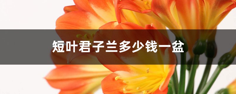 短叶君子兰多少钱一盆 短叶君子兰多少钱一盆