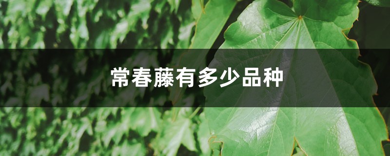 常春藤有多少品种 常春藤有多少品种