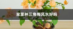 家里种三角梅风水好吗