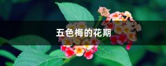 五色梅的花期