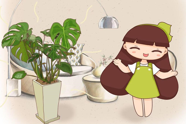 这花叶子油绿茂盛,不用管自己就能长,还是天然的净化器! 这花叶子油绿茂盛,不用管自己就能长,还是天然的净化器!