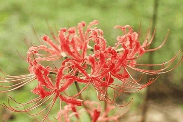 这花有花无叶,有叶无花,被称作“死亡之花”! 这花有花无叶,有叶无花,被称作“死亡之花”!