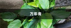 客厅放盆“万年青”，没事浇点水，叶子油绿还茂盛