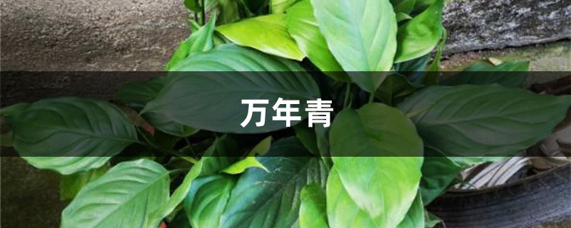 客厅放盆“万年青”,没事浇点水,叶子油绿还茂盛 客厅放盆“万年青”,没事浇点水,叶子油绿还茂盛