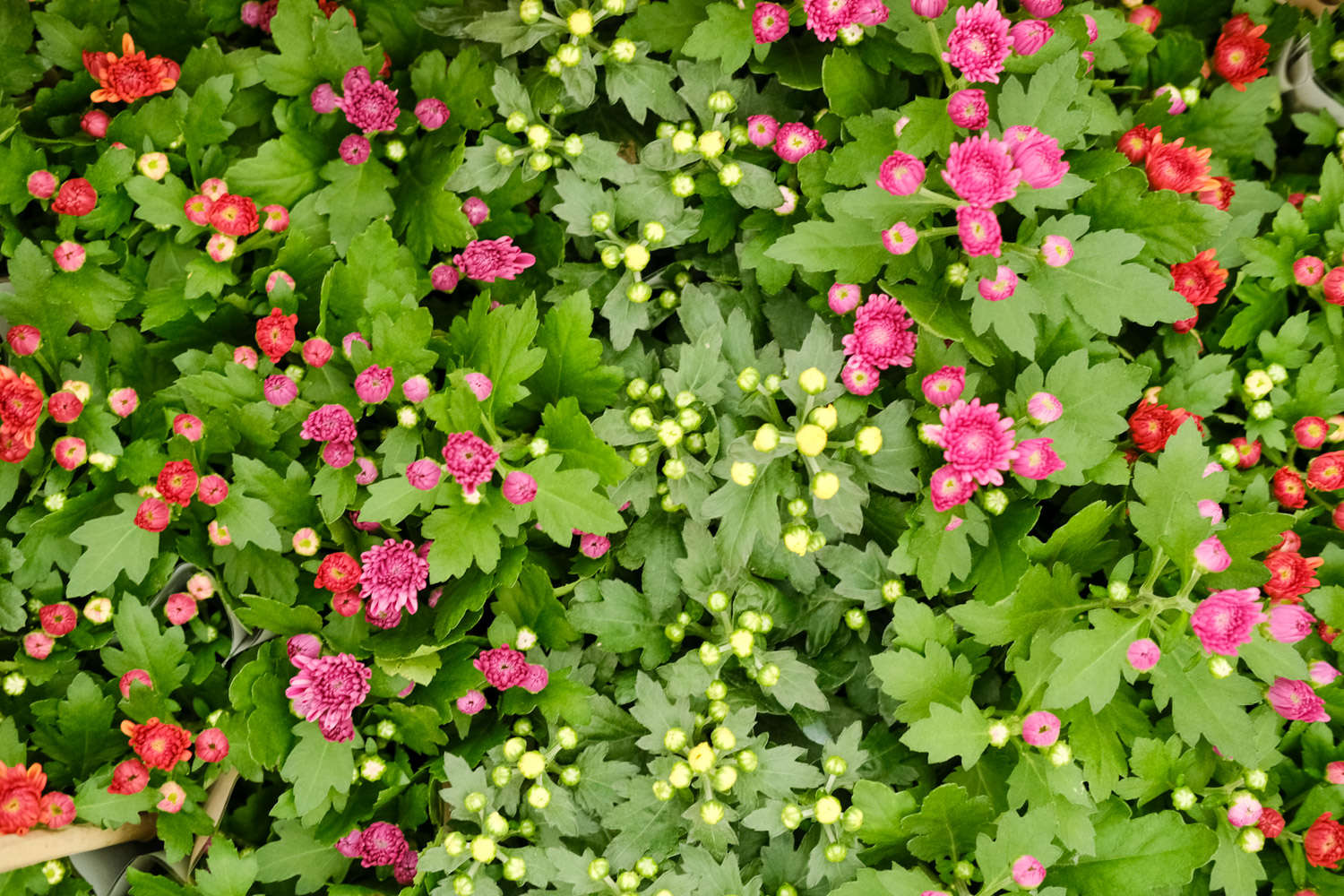 菊花 菊花