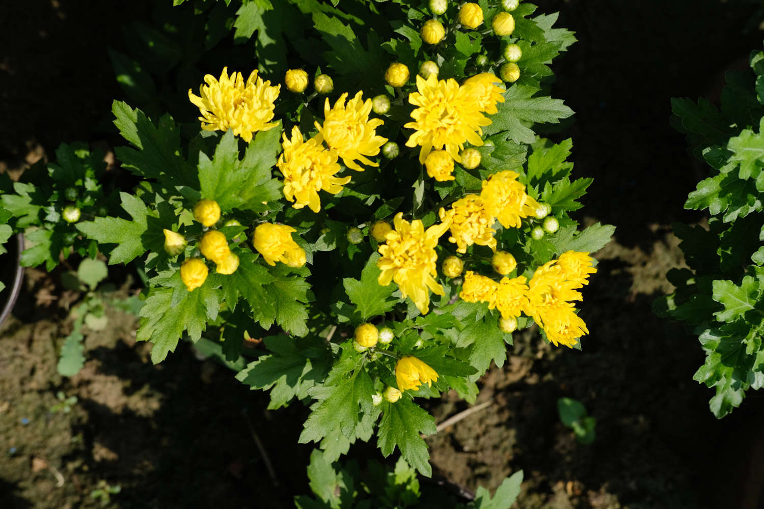 菊花 菊花