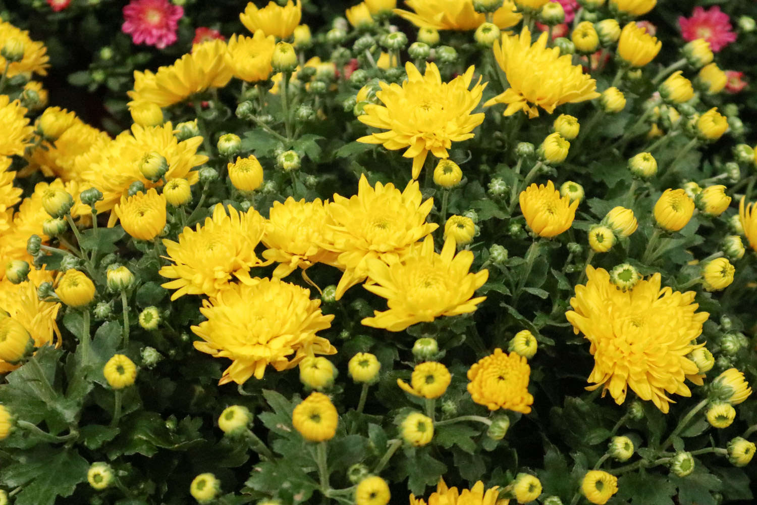 菊花 菊花