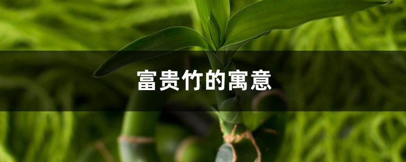 富贵竹的寓意 富贵竹的寓意
