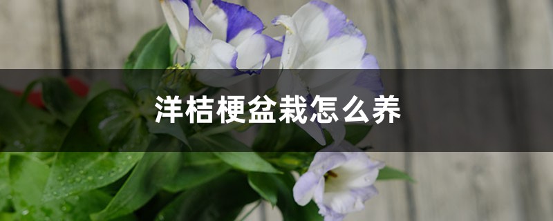 洋桔梗盆栽怎么养 洋桔梗盆栽怎么养